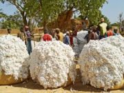 IFC : 40 millions de dollars pour le financement de la campagne cotonnière 2016/2017 au Burkina