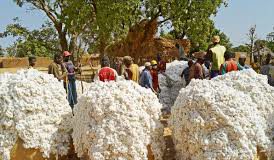 IFC : 40 millions de dollars pour le financement de la campagne cotonnière 2016/2017 au Burkina