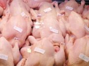 Gendarmerie de Boudry: saisie de 605 poulets de chair impropres à la consommation