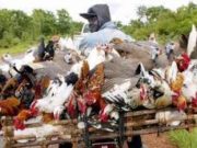 Grippe aviaire : le Burkina en mode veille sanitaire et riposte