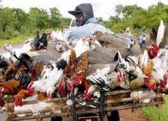Grippe aviaire : le Burkina en mode veille sanitaire et riposte