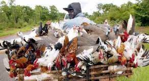 Grippe aviaire : le Burkina en mode veille sanitaire et riposte