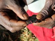 Tolérance zéro à l’égard des mutilations génitales féminines : l’engagement de l’UE