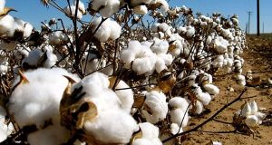 Lutte contre la pauvreté dans les zones cotonnières : on en parlera à Ouaga du 25 mars au 1er avril
