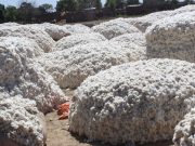 Initiative sectorielle: L’Afrique de l’Ouest fait bloc pour la défense de son coton