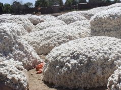Initiative sectorielle: L’Afrique de l’Ouest fait bloc pour la défense de son coton