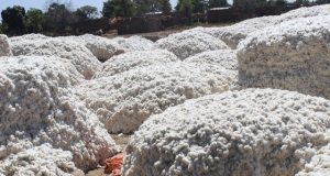 Initiative sectorielle: L’Afrique de l’Ouest fait bloc pour la défense de son coton