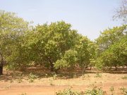 Ghana : concilier exportation d’anacarde et sécurité alimentaire