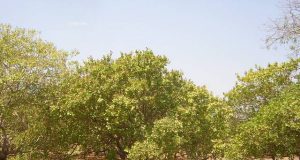 Ghana : concilier exportation d’anacarde et sécurité alimentaire