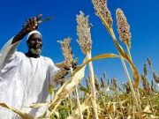 Journée nationale du paysan à Kaya : de grandes innovations en perspective