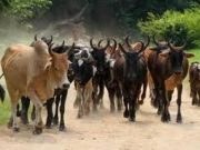 Morts de boeufs aux environs de Bobo: Le diagnostic confirme la présence de « champs maudits »