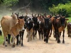 Morts de boeufs aux environs de Bobo: Le diagnostic confirme la présence de « champs maudits »