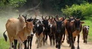 Morts de boeufs aux environs de Bobo: Le diagnostic confirme la présence de « champs maudits »