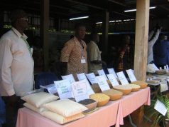 Burkina:L’utilisation des semences de variétés améliorées recommandée aux agriculteurs