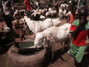 Tabaski 2017: les commerçants de bétail de Kilwin se plaignent