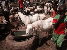 Tabaski 2017: les commerçants de bétail de Kilwin se plaignent