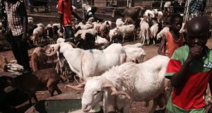 Tabaski 2017: les commerçants de bétail de Kilwin se plaignent