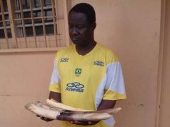 Togo: Un ex-marin arrêté en possession de 4 pointes d’ivoire dont un sculpté