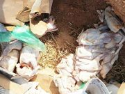 Police: des carcasses de poulets de chair impropres saisis à Saaba