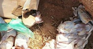 Police: des carcasses de poulets de chair impropres saisis à Saaba