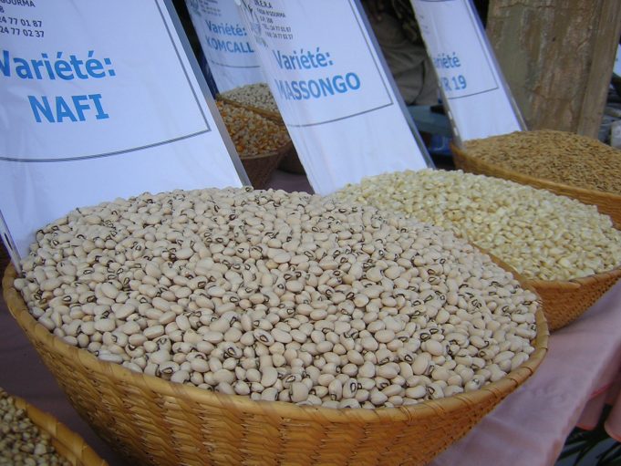 Burkina: 50 762 tonnes de céréales attendues de la campagne agricole de la saison sèche