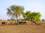 Lutte contre le désordre climatique: quelle part pour l’Afrique?