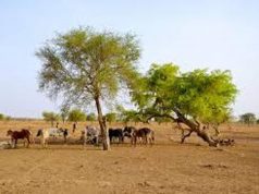 Lutte contre le désordre climatique: quelle part pour l’Afrique?
