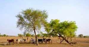 Lutte contre le désordre climatique: quelle part pour l’Afrique?