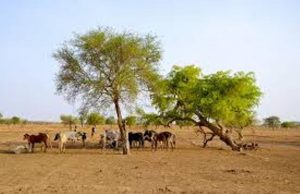 La Francophonie mobilisée à la 29e Conférence des Nations Unies sur le climat (CdP/COP29)