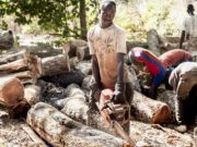 Jeunes tués en Casamance : le Sénégal suspend toutes les autorisations de coupe de bois (Jeune Afrique)