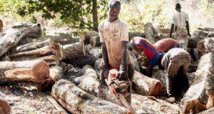 Jeunes tués en Casamance : le Sénégal suspend toutes les autorisations de coupe de bois (Jeune Afrique)