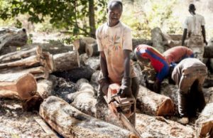 Jeunes tués en Casamance : le Sénégal suspend toutes les autorisations de coupe de bois (Jeune Afrique)