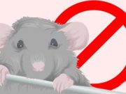Comment vous débarrasser des souris à la maison rapidement