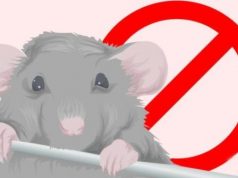 Comment vous débarrasser des souris à la maison rapidement