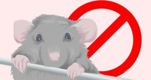 Comment vous débarrasser des souris à la maison rapidement