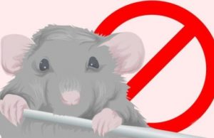Comment vous débarrasser des souris à la maison rapidement