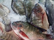 Burkina : interdiction provisoire d’importer le poisson tilapia