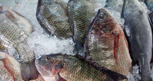 Burkina : interdiction provisoire d’importer le poisson tilapia