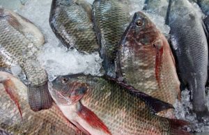Burkina : interdiction provisoire d’importer le poisson tilapia