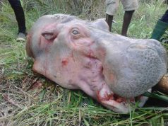 Chasse illicite aux hippopotames avec arme à feu : deux braconniers béninois déférés en prison
