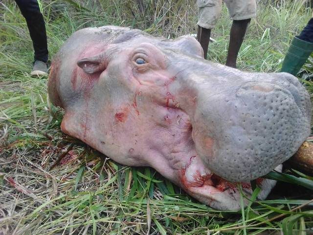 tête hippo