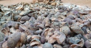 Axe Ouaga-Fada: 150 kg de viande d’hippopotame saisie à Boutenga (Eaux et Forêts)