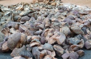 Axe Ouaga-Fada: 150 kg de viande d’hippopotame saisie à Boutenga (Eaux et Forêts)