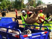 Divagation des animaux à Garango: après la sensibilisation, la répression