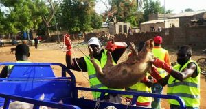 Divagation des animaux à Garango: après la sensibilisation, la répression
