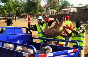 Divagation des animaux à Garango: après la sensibilisation, la répression