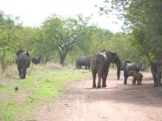 Burkina: deux éléphants signalés sur la RN17, prudence recommandée