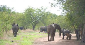 Burkina: deux éléphants signalés sur la RN17, prudence recommandée