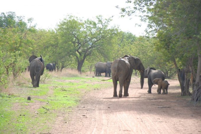 Burkina: deux éléphants signalés sur la RN17, prudence recommandée