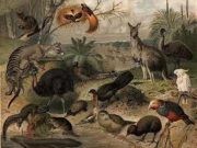 Togo: les espèces protégées du parc de Fazao sous menace d’extinction